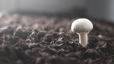 Klimaatbeheersing in champignon teelt